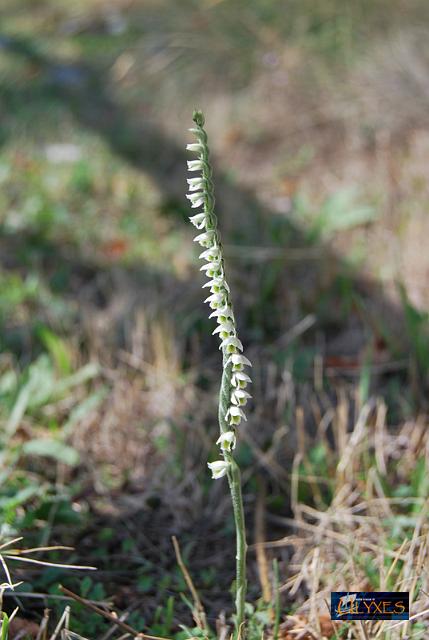 orchidea spiranthes spiralis.JPG